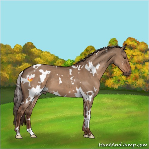 Horse Color:White Spotted Liver Red Dun 