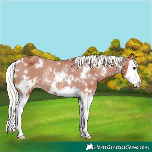 Horse Color:White Spotted Silver Bay Splash Appaloosa Rabicano 