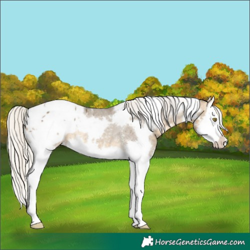 Horse Color:White Spotted Silver Buckskin Dun Splash Appaloosa Rabicano