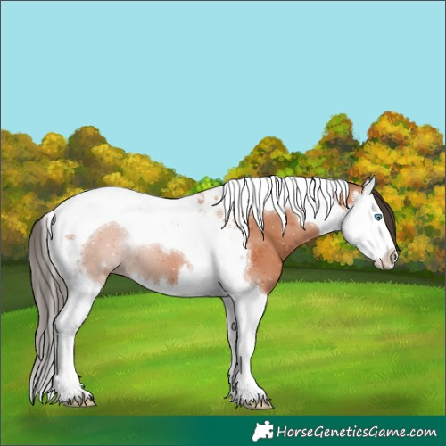 Horse Color:Bay Splash Tobiano 
