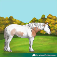 Horse Color:Bay Splash Tobiano
