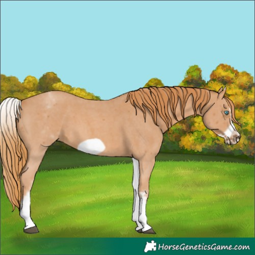Horse Color:White Spotted Chestnut Sabino Frame 