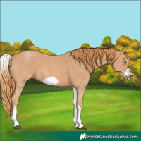 Horse Color:White Spotted Chestnut Sabino Frame 
