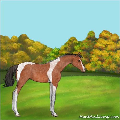 Horse Color:Bay Sabino Tobiano 