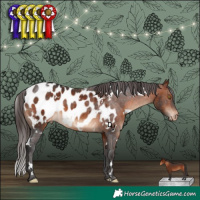 Horse Color:White Spotted Bay Appaloosa