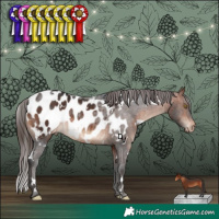 Horse Color:White Spotted Bay Appaloosa 