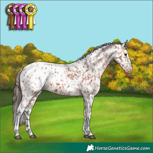 Horse Color:Bay Tobiano Appaloosa 