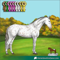 Horse Color:Bay Tobiano Appaloosa 