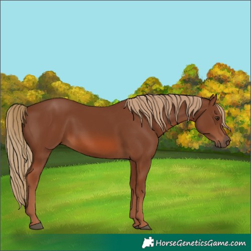 Horse Color:Chestnut 