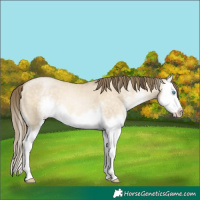 Horse Color:Buckskin Pearl Dun Sabino Splash 