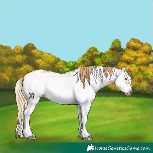 Horse Color:White Spotted Red Dun Sabino Splash Frame 