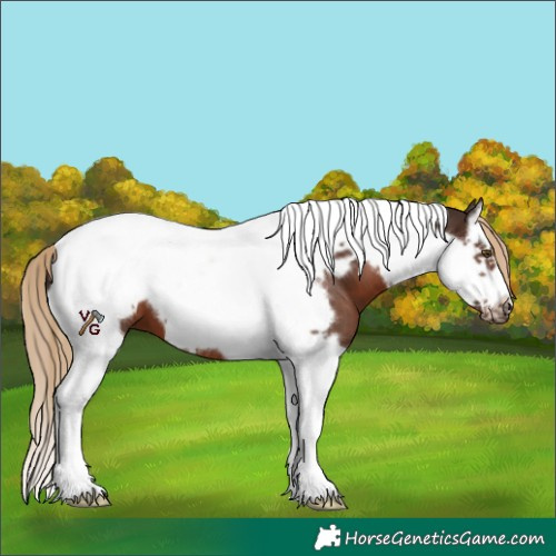 Horse Color:Liver Chestnut Splash Tobiano Frame 