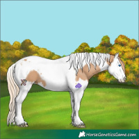 Horse Color:Red Dun Splash Tobiano 