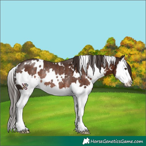 Horse Color:White Spotted Liver Chestnut Splash Rabicano 