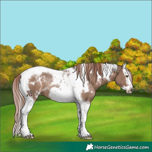 Horse Color:White Spotted Liver Red Dun Splash Tobiano Frame Rabicano 