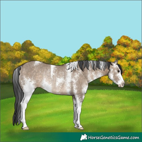 Horse Color:Brown Dun Sabino Rabicano