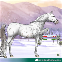 Horse Color:White Spotted Brown Roan Near Leopard 