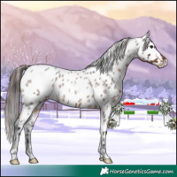 Horse Color:White Spotted Brown Roan Appaloosa 