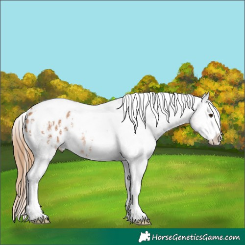 Horse Color:Chestnut Sabino Tobiano Appaloosa Rabicano 