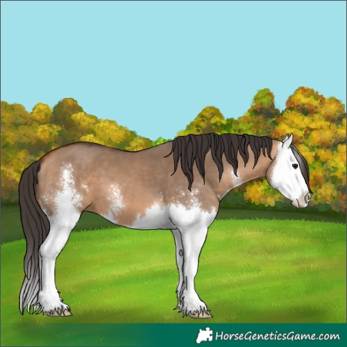 Horse Color:Bay Dun Sabino Splash