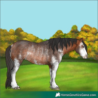 Horse Color:Bay Sabino Rabicano 