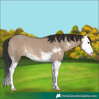 Horse Color:Brown Dun Sabino Splash 
