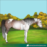 Horse Color:Gray Bay Splash Tobiano 