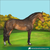 Horse Color:Buckskin 