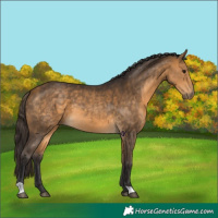 Horse Color:Buckskin 