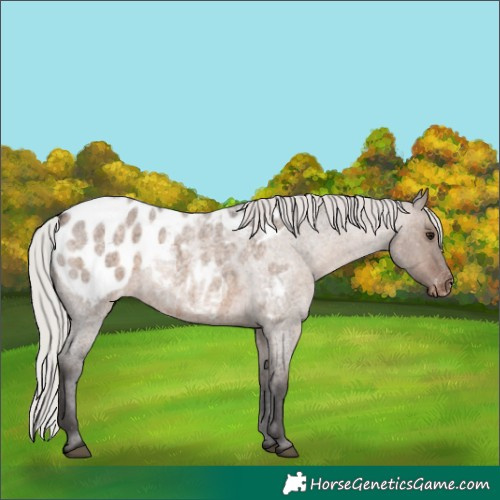 Horse Color:Silver Brown Roan Dun Blanket 