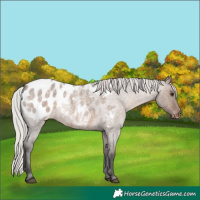 Horse Color:Silver Brown Roan Dun Appaloosa 
