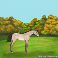 Horse Color:Amber Champagne Roan