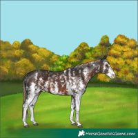 Horse Color:Liver Chestnut Sabino
