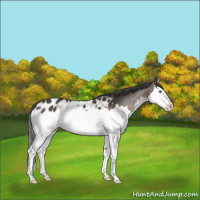Horse Color:Brown Dun Sabino Splash Appaloosa 