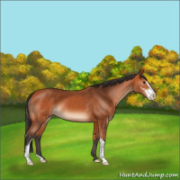 Horse Color:Bay Sabino