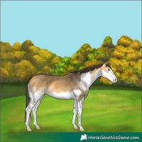 Horse Color:Buckskin Splash 