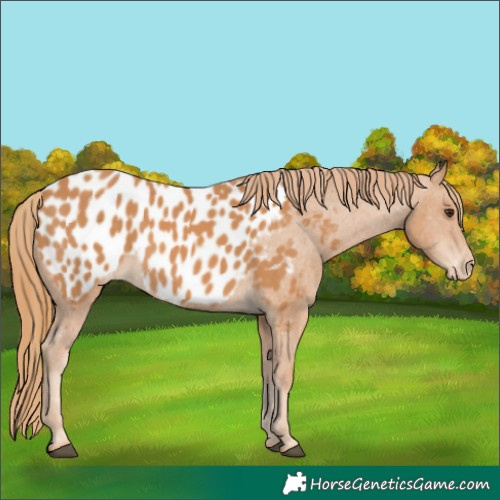 Horse Color:Chestnut Near Leopard 