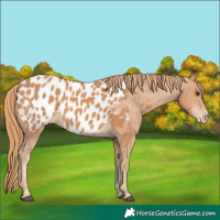 Horse Color:Chestnut Appaloosa 