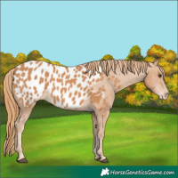 Horse Color:Chestnut Near Leopard 