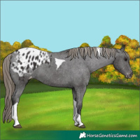 Horse Color:Smoky Black Tobiano Appaloosa 