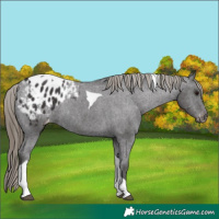 Horse Color:Smoky Black Tobiano Appaloosa 