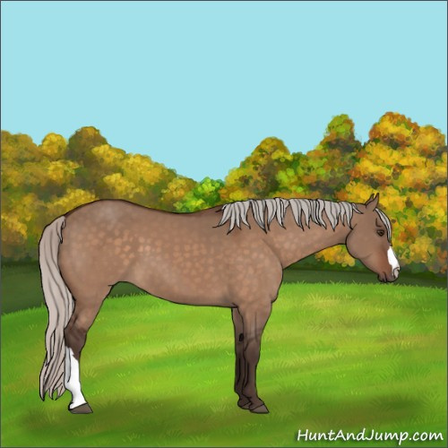 Horse Color:Silver Brown Dun 