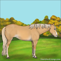 Horse Color:Palomino Dun Splash 