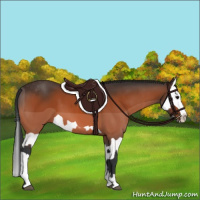 Horse Color:Bay Splash Frame and Bay Splash