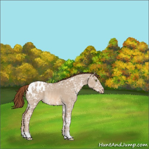 Horse Color:Red Dun Ice Roan Appaloosa Rabicano 
