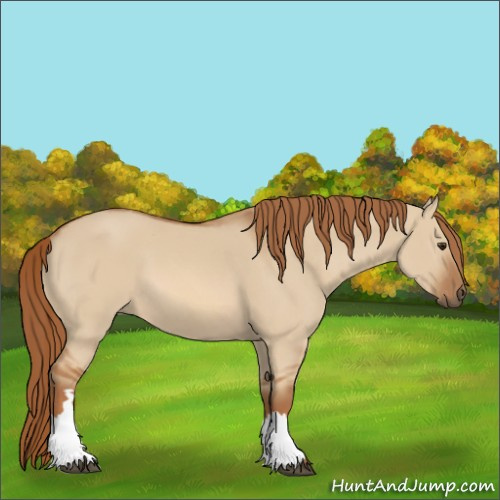 Horse Color:Red Dun 