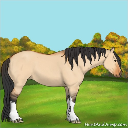 Horse Color:Bay Dun 