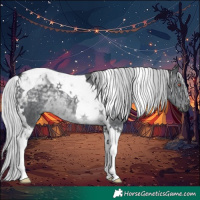 Horse Color:Silver Black Chinchilla Tobiano 