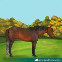 Horse Color:Bay 