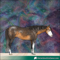 Horse Color:Buckskin Sabino 